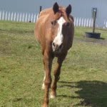 Ann McEachern🐴 - @ann_mce - Instagram