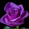 annamcgreevy64 - @annamcgreevy64 - TikTok