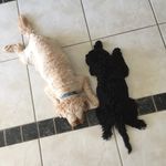 Ann Meany - @marley_and_macy - Instagram