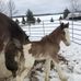 Ann Meredith - Facebook