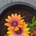 Ann Merrick - Facebook