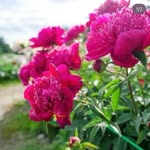 Ann Meyer - @annmeyer545 - Instagram