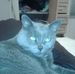 Ann Millman - Facebook