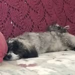 virginia ann millman - @virginia.millman - Instagram