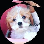 Ann Monaghan (Australia) - @annmcalpin2015 - Instagram