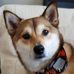 Ann Moser - @kshibasu - Instagram