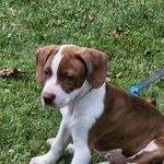 Ann Moskowitz - @sammy_thehounddog - Instagram