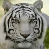 annemyrick - @annemyrick - TikTok