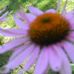 Ann Nault - Facebook
