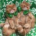Ann Nemeth - Facebook