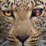 Animals - @annnimmmallls - Instagram
