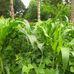 Ann Njeru - Facebook
