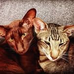 Ann Noack - @siamesis_jo_fi - Instagram