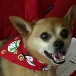 Ann Norcross - @howcross - Instagram