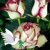 Ann Norton - @ann.norton05 - TikTok