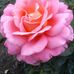 Ann Pettit - Facebook