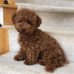 Ann Pettit Sander - @brinkley_the_maltipoo - Instagram