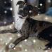 Ann Porterfield - Facebook