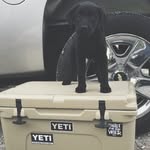 Timber Ann Prater - @timbertheblacklab - Instagram