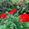 Anne Purnell - @anne.purnell - TikTok