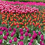 Ann Ralston - Facebook