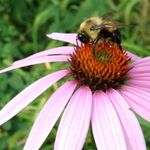 Ann Van Regan - @annvan54 - Instagram