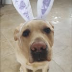 Lynn Rhinesmith - @lynn.ann.rhinesmith - Instagram