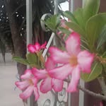 Ann Robledo - @viva.esperanzaa - Instagram