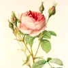 annruels - @annrue5 - TikTok