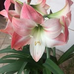 Antonietta Russo - @ann.russo48 - Instagram