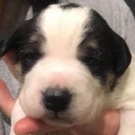 Ann Schwartz - @robsonvalleypethostel - Instagram