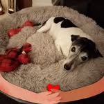 Carol Ann Sheard - @carolannsheard - Instagram