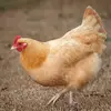 Ann Shears2 - @annshears26 - TikTok