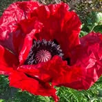 Ann Shears - Facebook