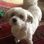 Ann Silverman - @silverman2165 - Instagram
