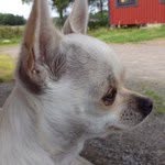 annsoderstrom - @annsoderstrom - Instagram