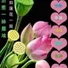Ann Song - @user328132583 - TikTok