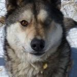 Anne Soutar - @canadadogs - Instagram