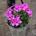 Anne Southgate - Facebook