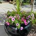 Ann Sparkes - Facebook