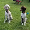 Lisa Ann Sparling-He - @lisaannsparlingheitz - TikTok