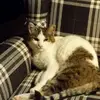 annabelltspeedy - @annabelltspeedy - TikTok