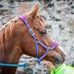 Ann Speirs - Facebook
