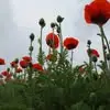 Anns Pink - @anns.pink - TikTok