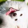 Annie The Spitz - @anniethespitz - TikTok