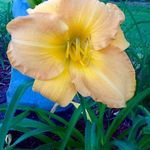 Ann Bland Spry - @annspry - Instagram