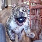 Ann Spry - @hornshighwife - Instagram