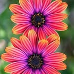 sue ann stack - @suzyann1 - Instagram