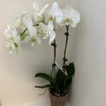 Ann Stancil, CPC, CPLC - @certlifecoach - Instagram