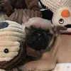 pugz4life - @annestanfield - TikTok